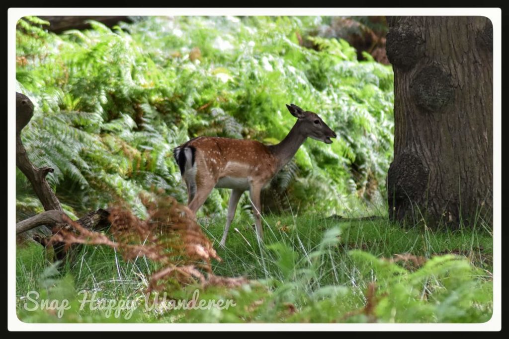 Deer  in Dunham Massey 